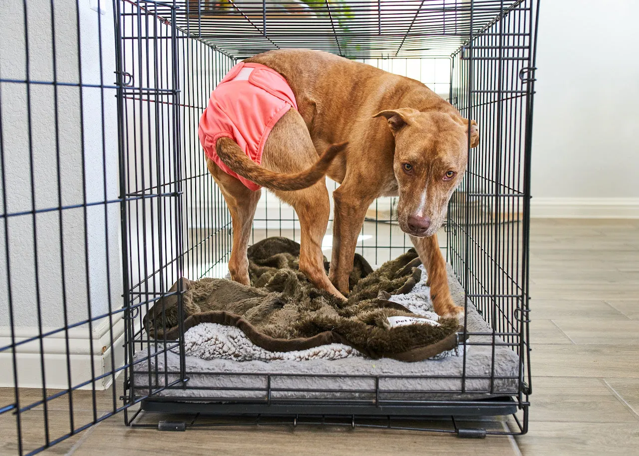 Dog Diapers (3-Pack)   Extendrs®