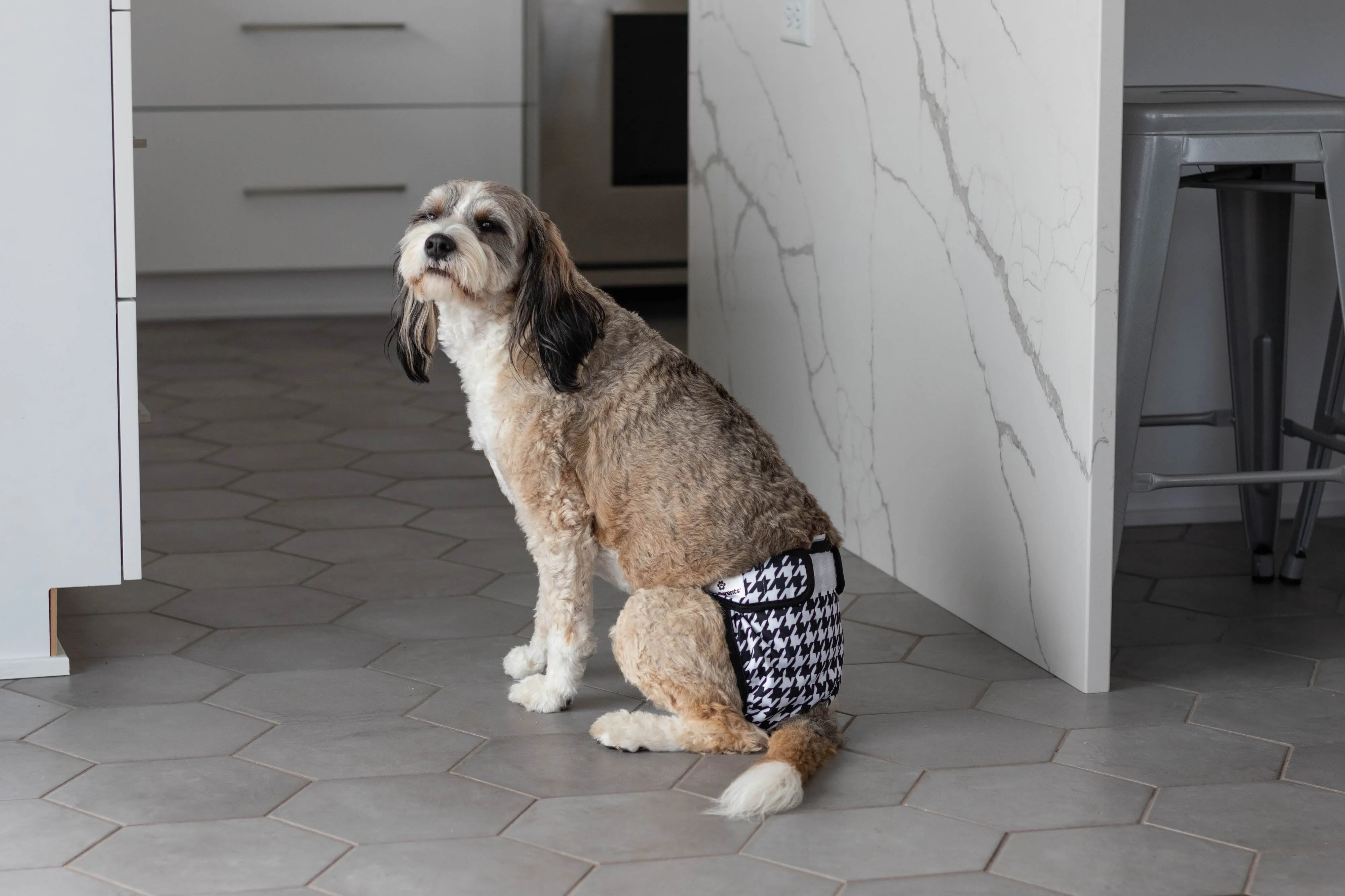 Dog Diapers (3-Pack)   Extendrs®